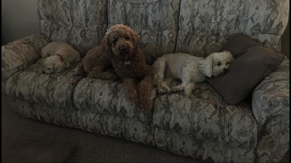 Readers pet photos
